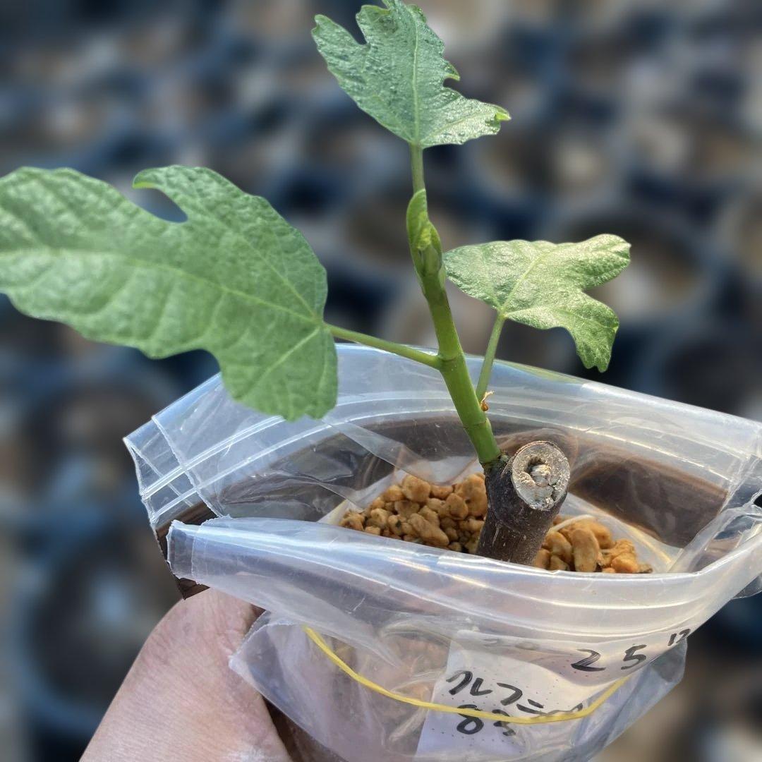 D いちじく苗木セットJamal Al Asfar他計６株セット