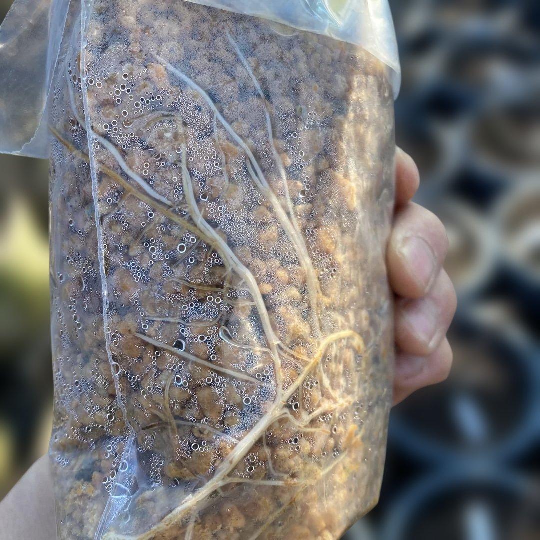 D いちじく苗木セットJamal Al Asfar他計６株セット