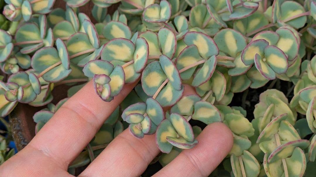 ✡斑入りミセバヤ カット苗 多肉植物