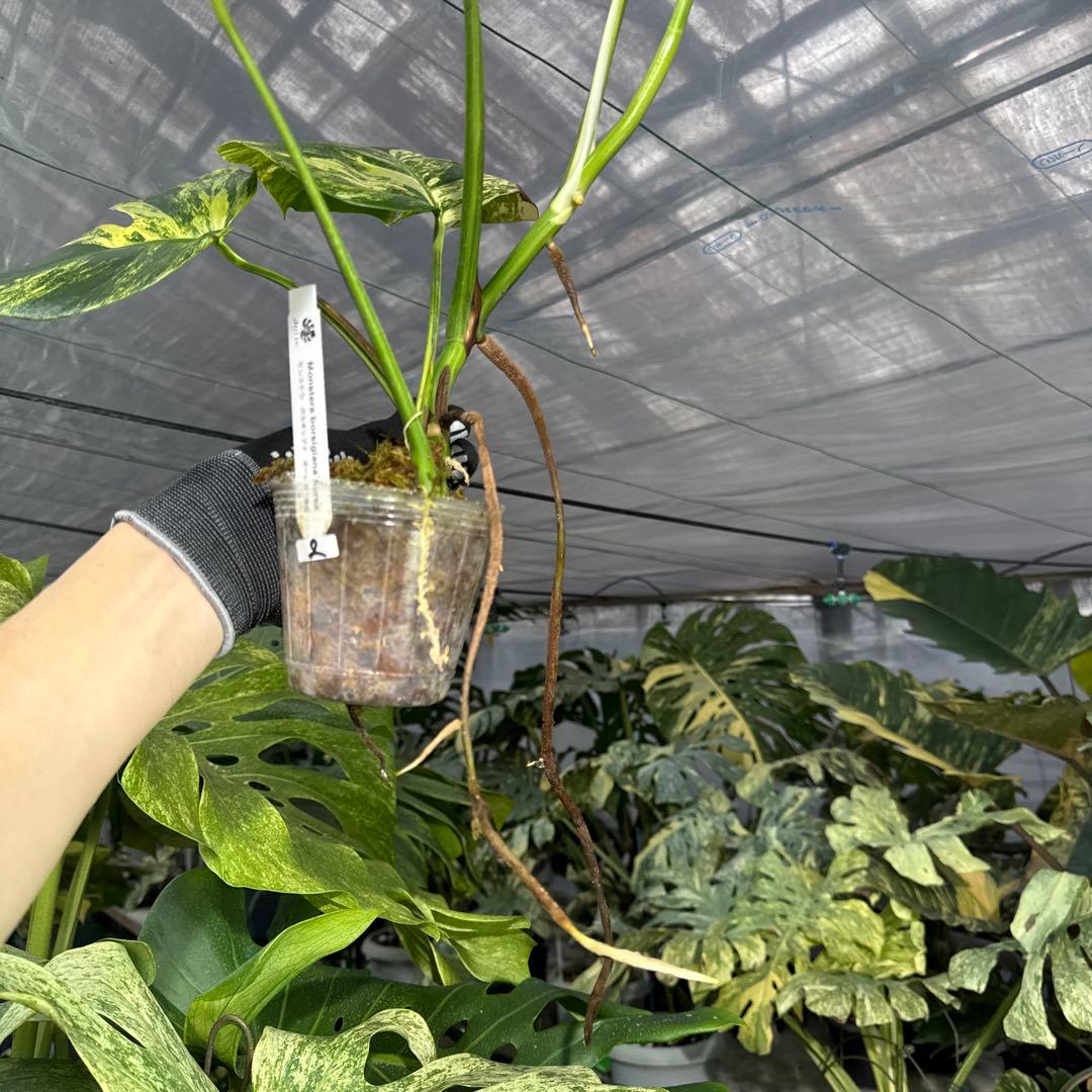 2 モンステラ　ボルギシアナ　オーレア　黄斑　健康成長点カット苗