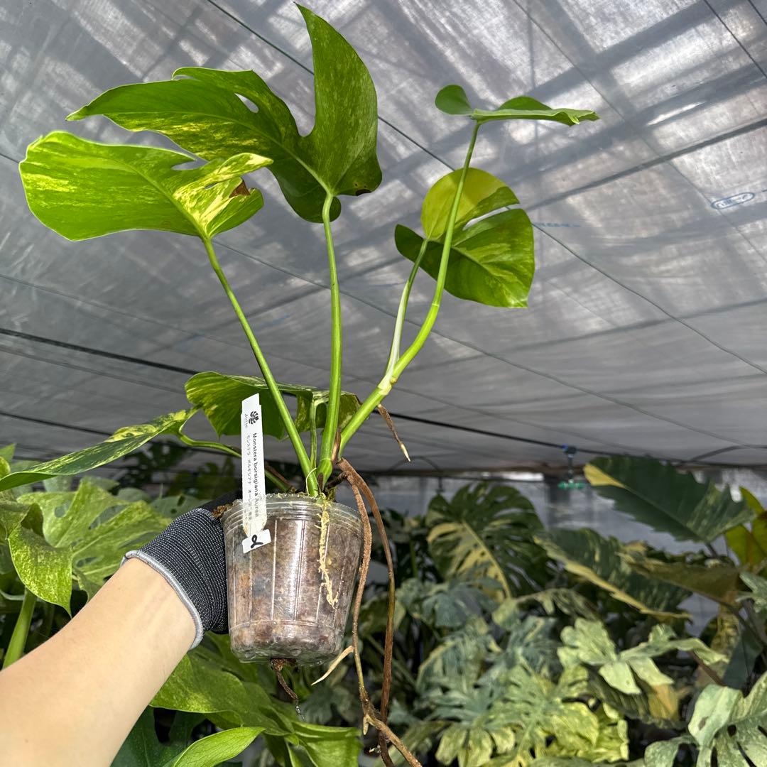 2 モンステラ　ボルギシアナ　オーレア　黄斑　健康成長点カット苗