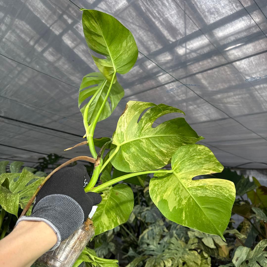 2 モンステラ　ボルギシアナ　オーレア　黄斑　健康成長点カット苗