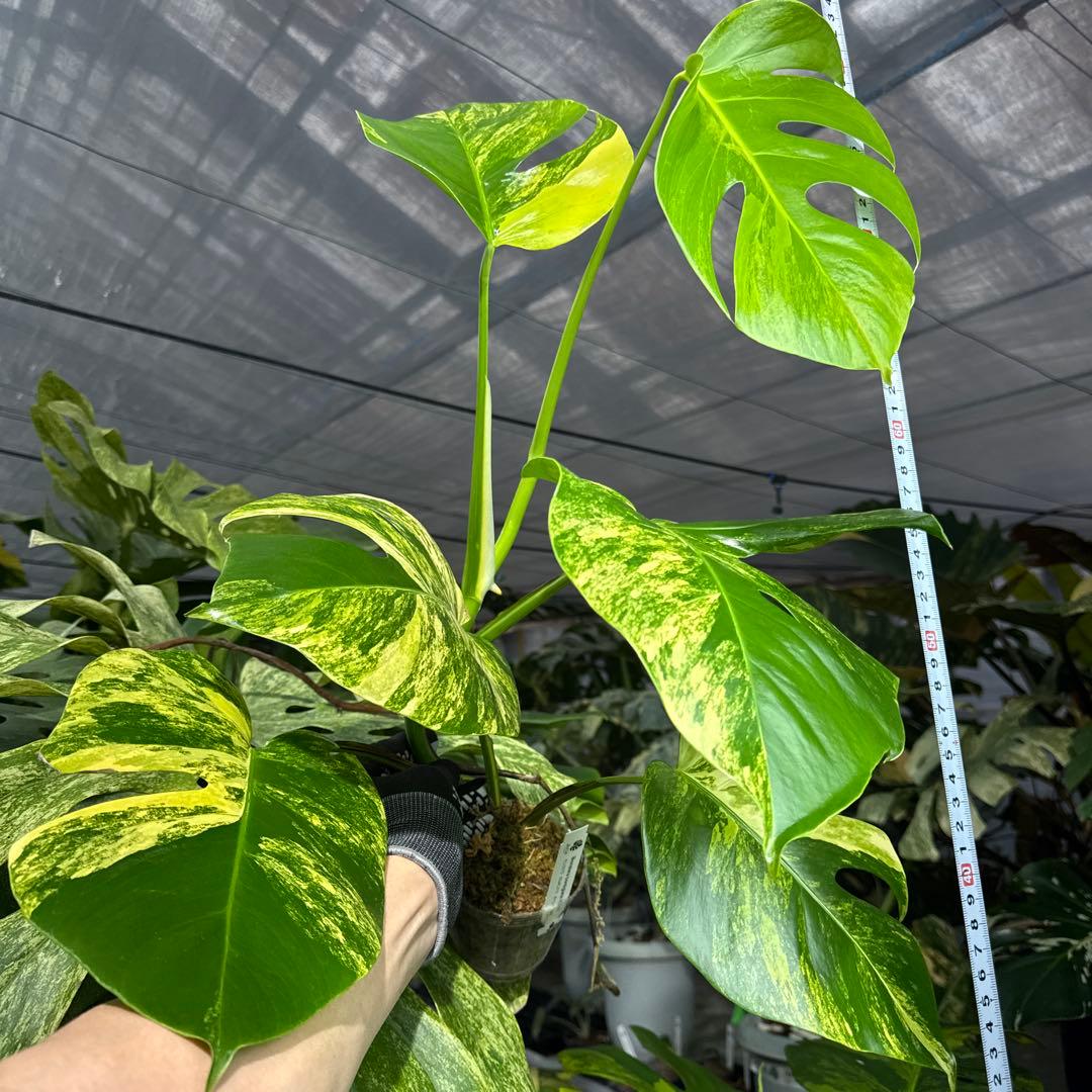 2 モンステラ　ボルギシアナ　オーレア　黄斑　健康成長点カット苗