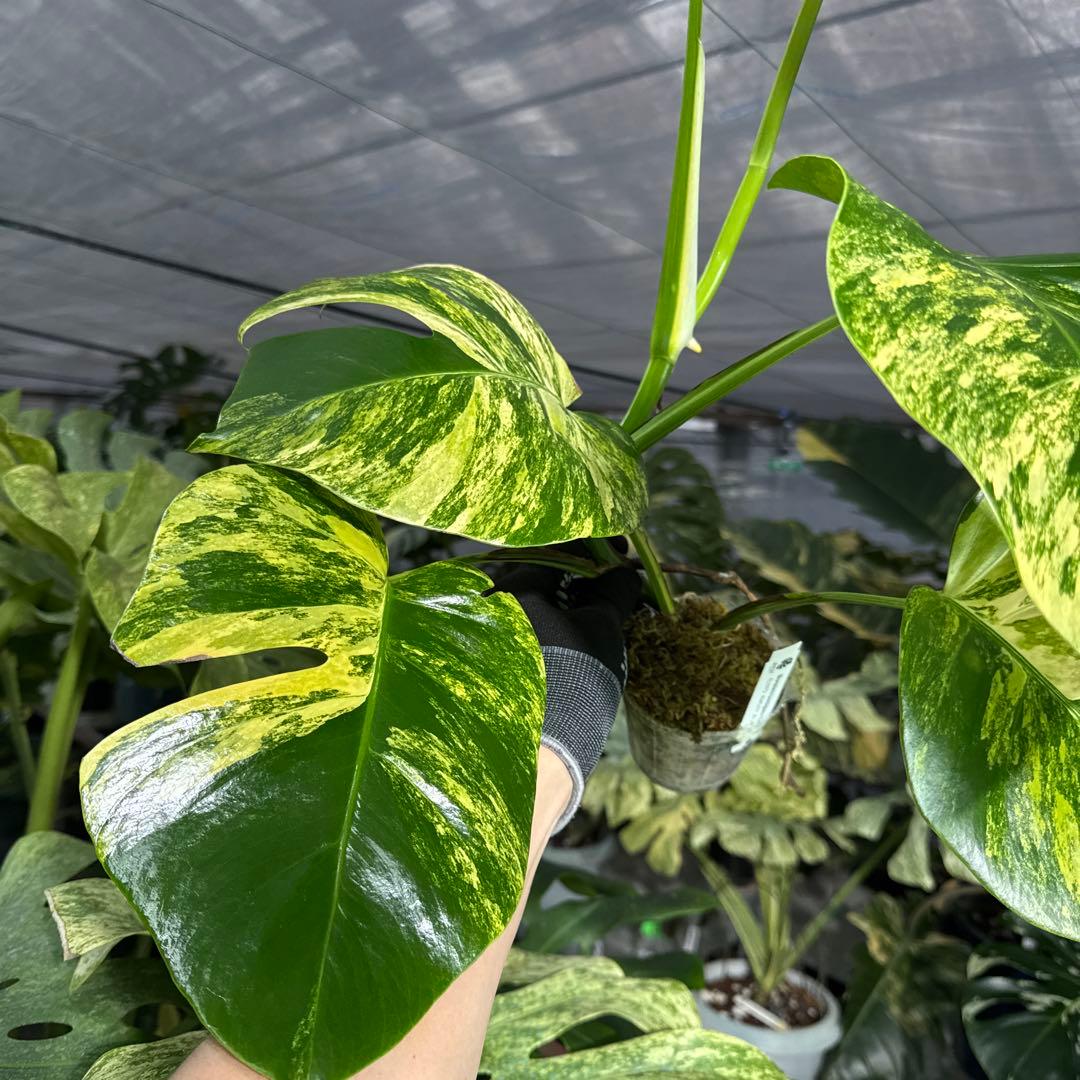 2 モンステラ　ボルギシアナ　オーレア　黄斑　健康成長点カット苗