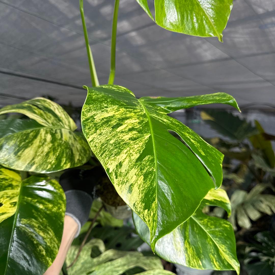 2 モンステラ　ボルギシアナ　オーレア　黄斑　健康成長点カット苗