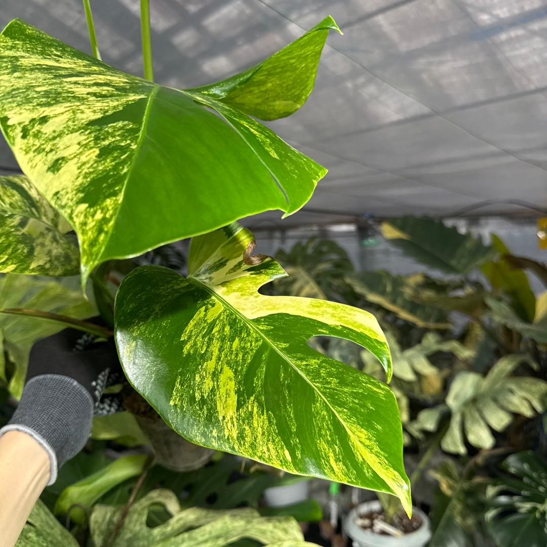 2 モンステラ　ボルギシアナ　オーレア　黄斑　健康成長点カット苗