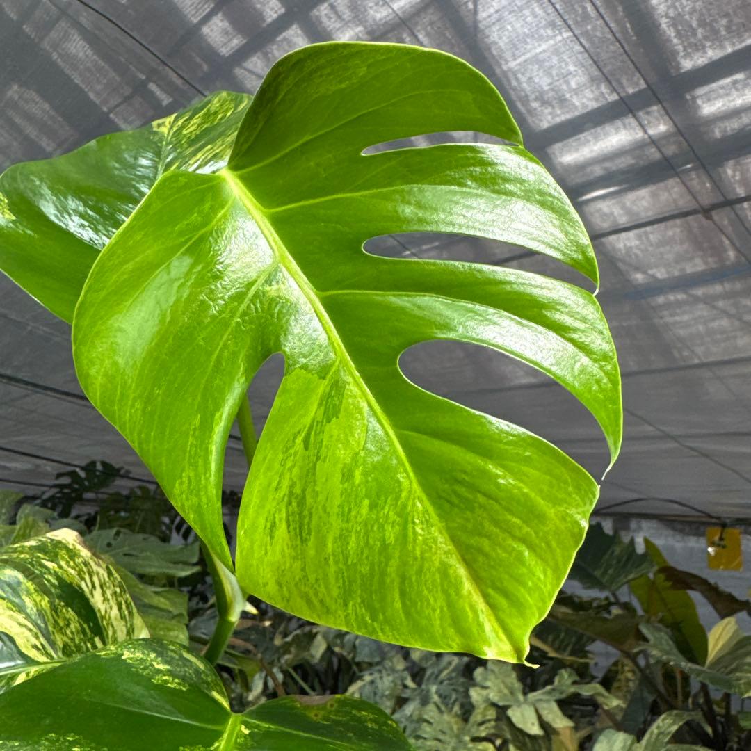 2 モンステラ　ボルギシアナ　オーレア　黄斑　健康成長点カット苗