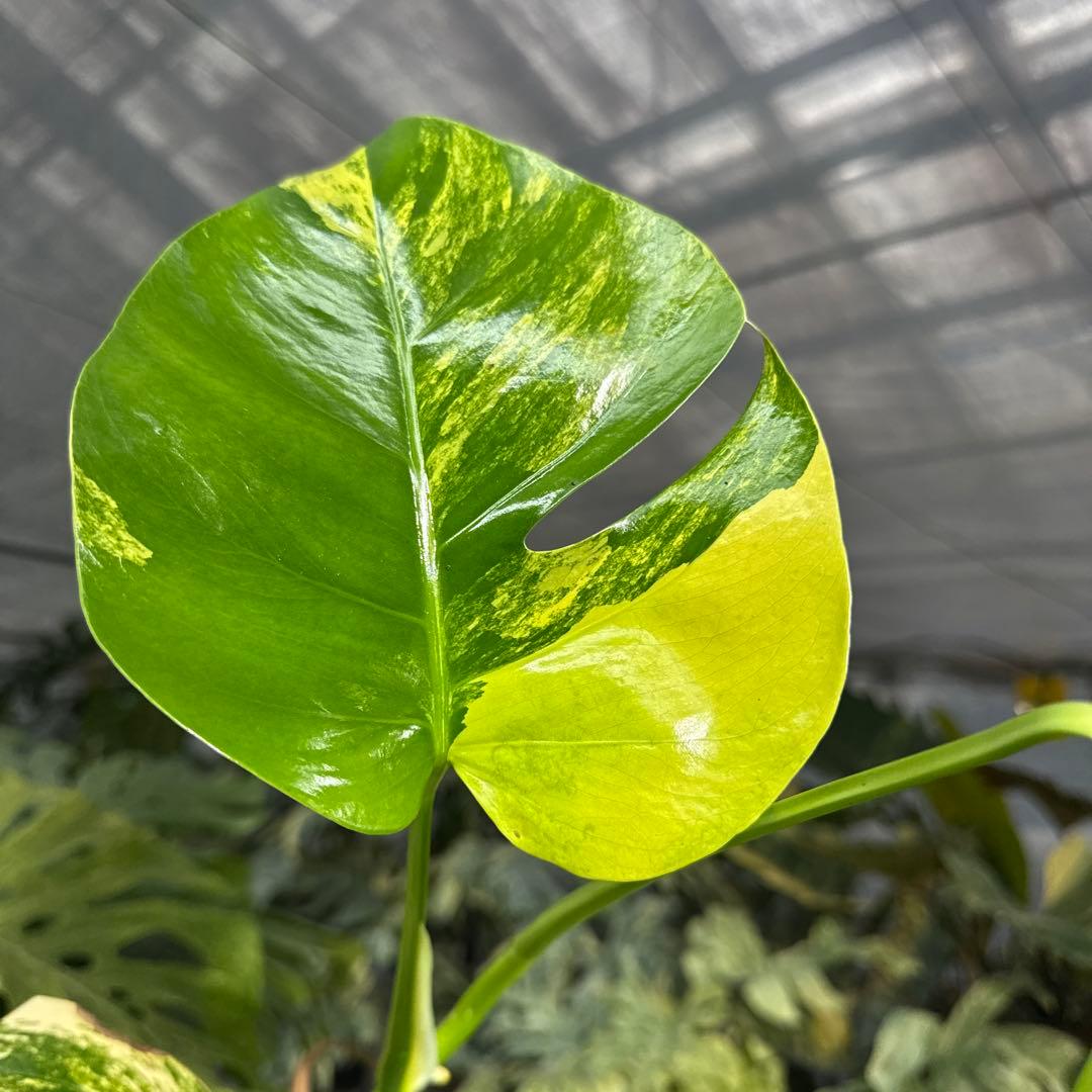 2 モンステラ　ボルギシアナ　オーレア　黄斑　健康成長点カット苗