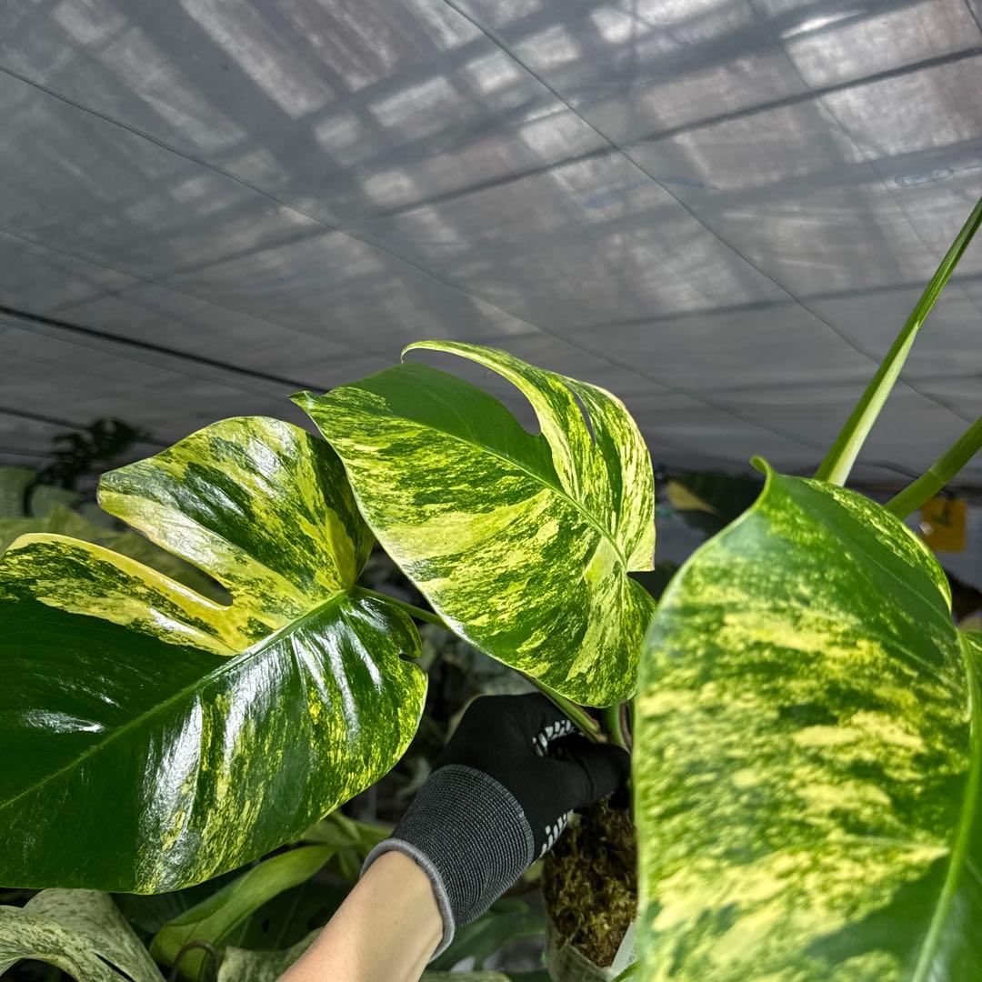 2 モンステラ　ボルギシアナ　オーレア　黄斑　健康成長点カット苗