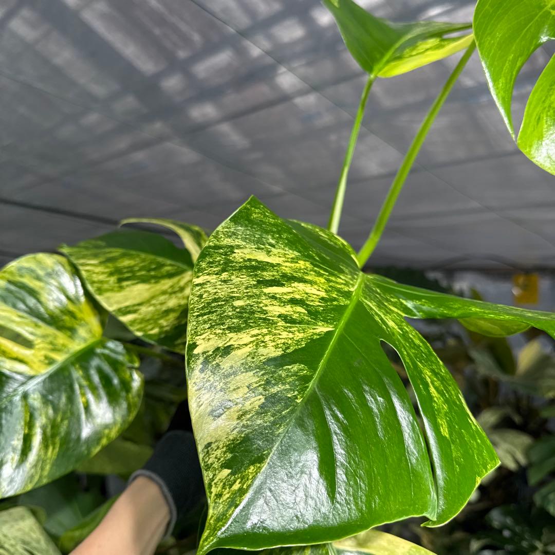 2 モンステラ　ボルギシアナ　オーレア　黄斑　健康成長点カット苗