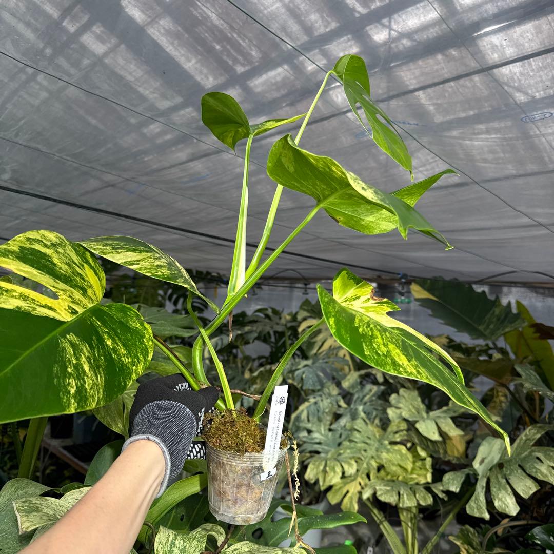 2 モンステラ　ボルギシアナ　オーレア　黄斑　健康成長点カット苗