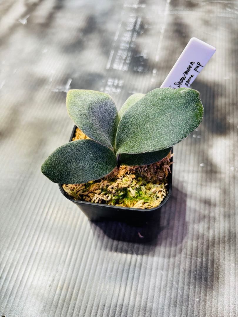 P.VeitchiiAR×P.willinckii Moon pup