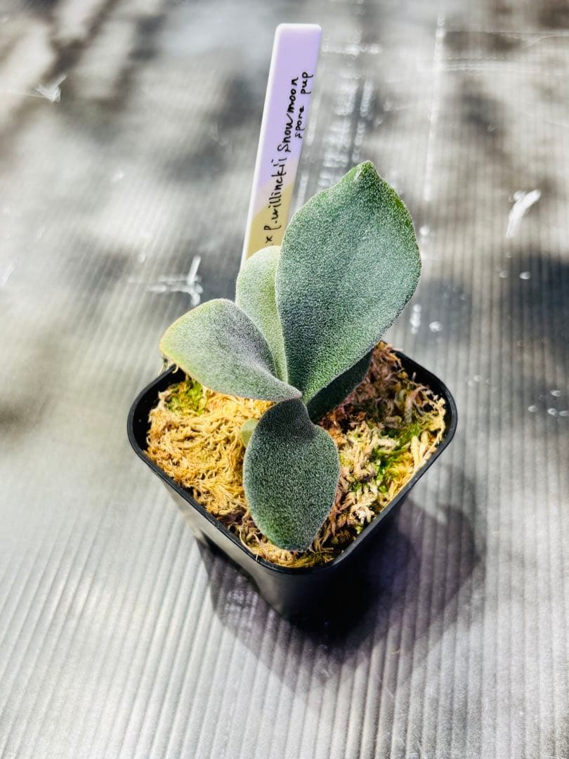 P.VeitchiiAR×P.willinckii Moon pup