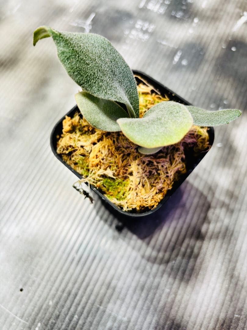 P.VeitchiiAR×P.willinckii Moon pup