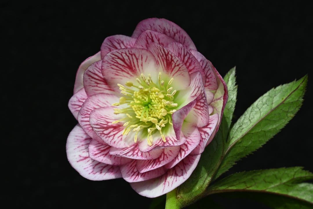 クリスマスローズ　ddホワイトレッドミスト　加藤農園