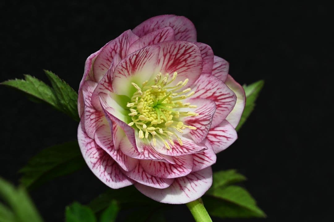 クリスマスローズ　ddホワイトレッドミスト　加藤農園