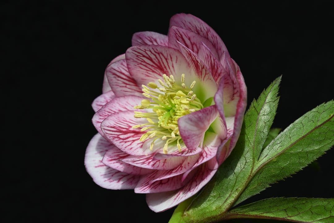 クリスマスローズ　ddホワイトレッドミスト　加藤農園