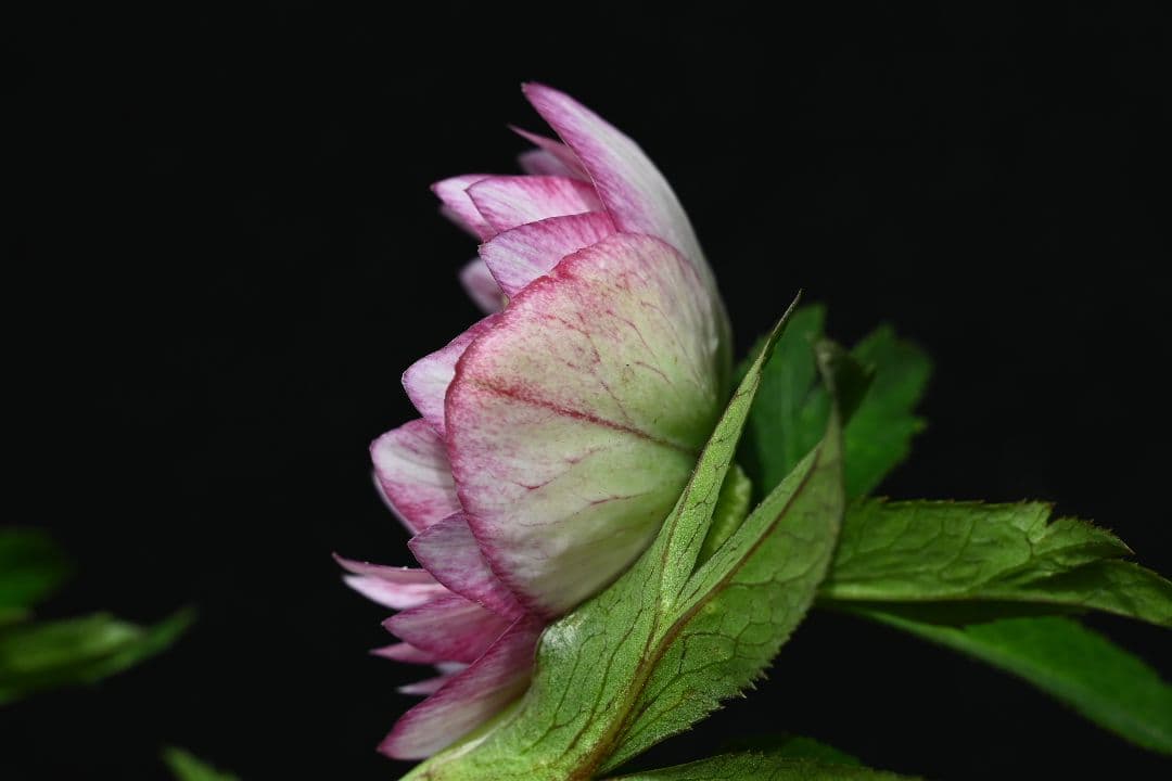 クリスマスローズ　ddホワイトレッドミスト　加藤農園