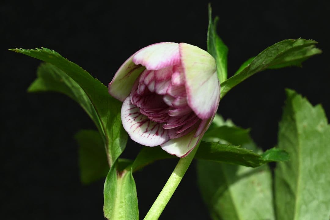 クリスマスローズ　ddホワイトレッドミスト　加藤農園