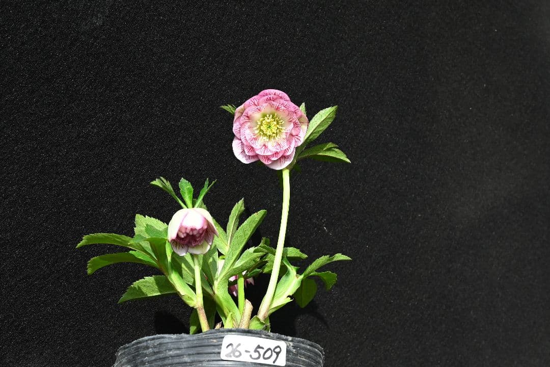 クリスマスローズ　ddホワイトレッドミスト　加藤農園