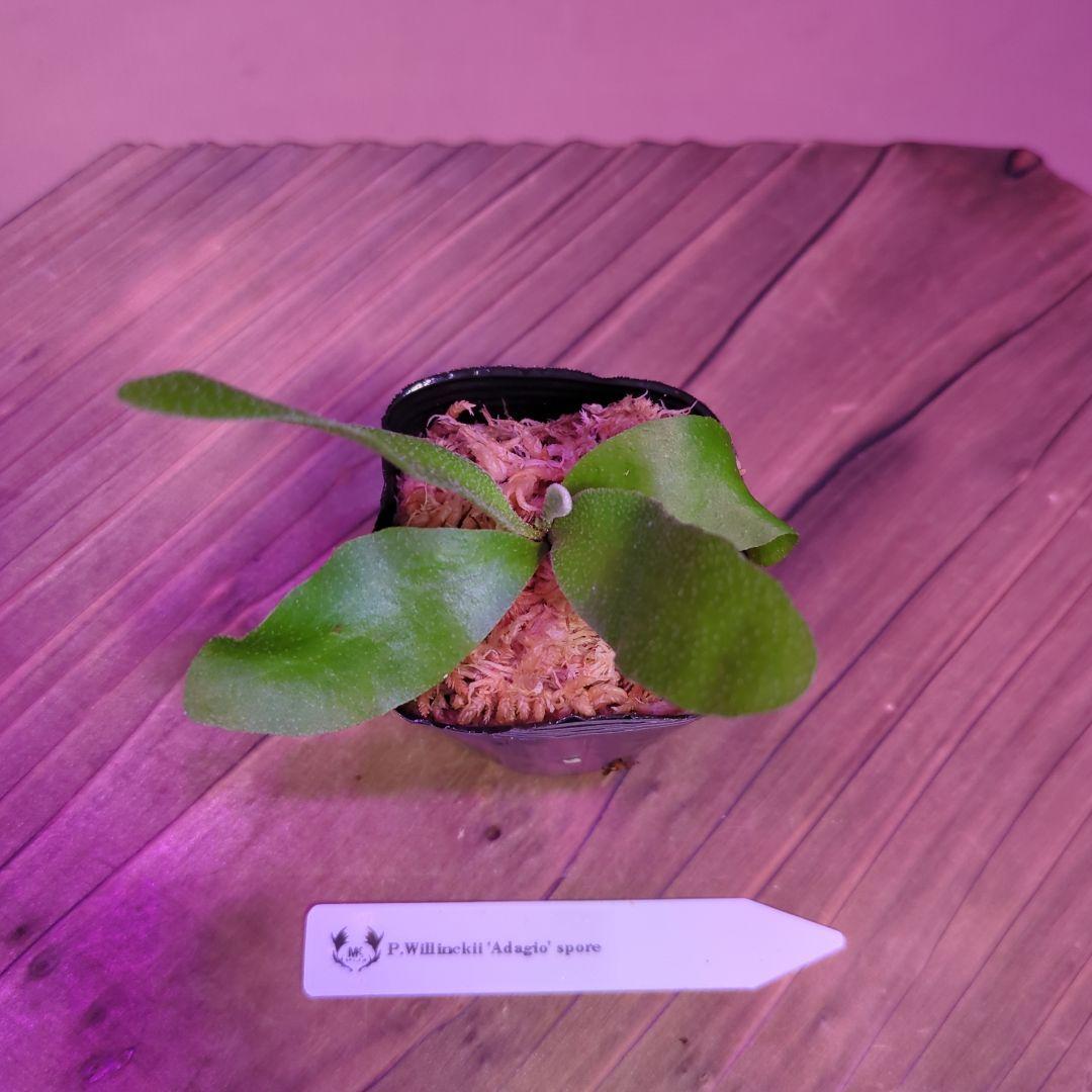 【限定出品①】胞子培養株9種セット/ビカクシダ