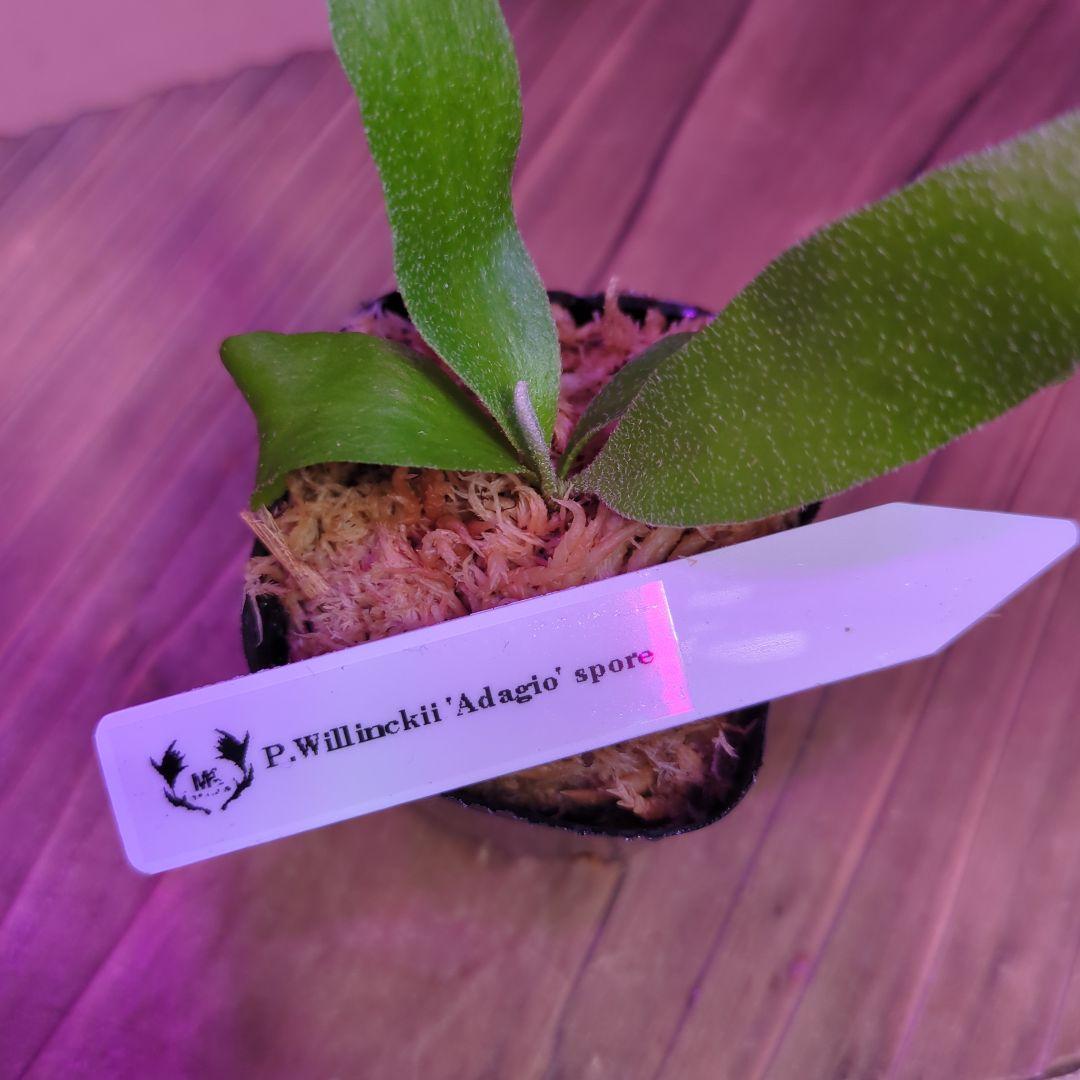 【限定出品①】胞子培養株9種セット/ビカクシダ