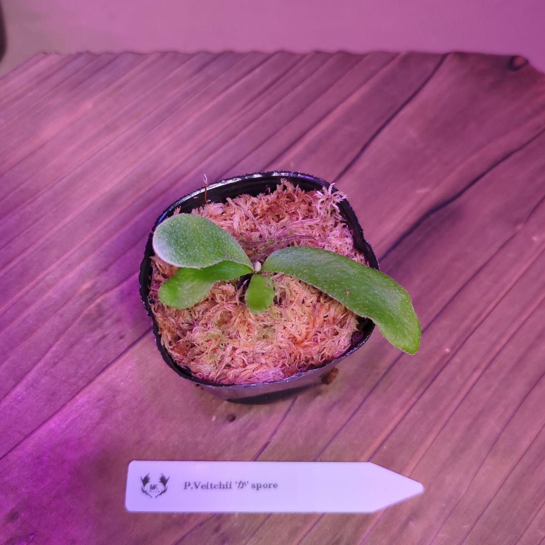 【限定出品①】胞子培養株9種セット/ビカクシダ