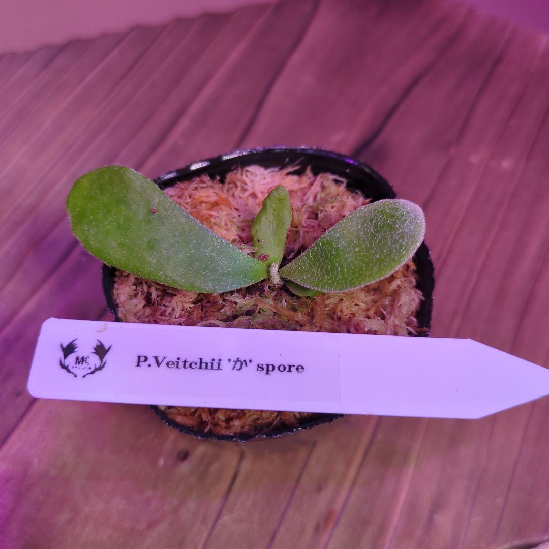 【限定出品①】胞子培養株9種セット/ビカクシダ