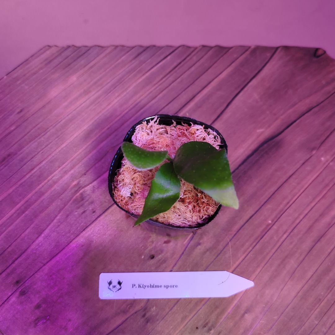 【限定出品①】胞子培養株9種セット/ビカクシダ