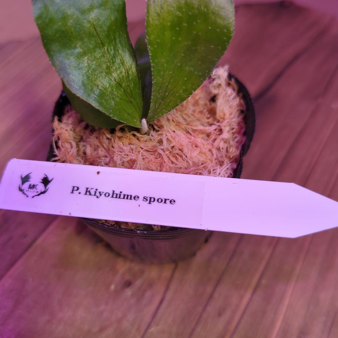 【限定出品①】胞子培養株9種セット/ビカクシダ