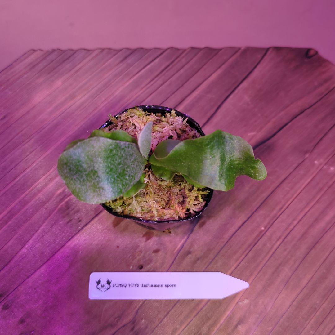 【限定出品①】胞子培養株9種セット/ビカクシダ