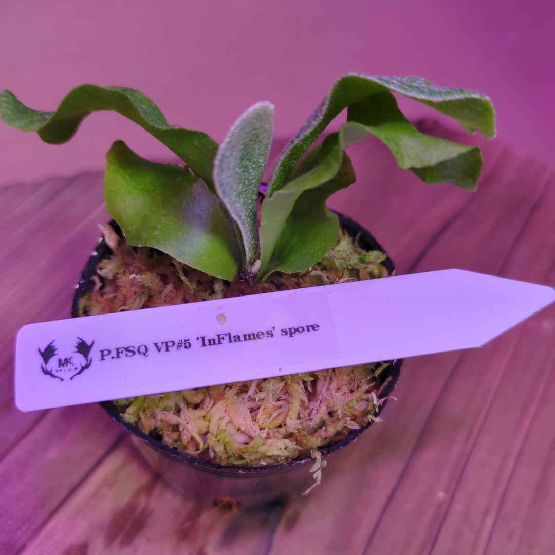 【限定出品①】胞子培養株9種セット/ビカクシダ