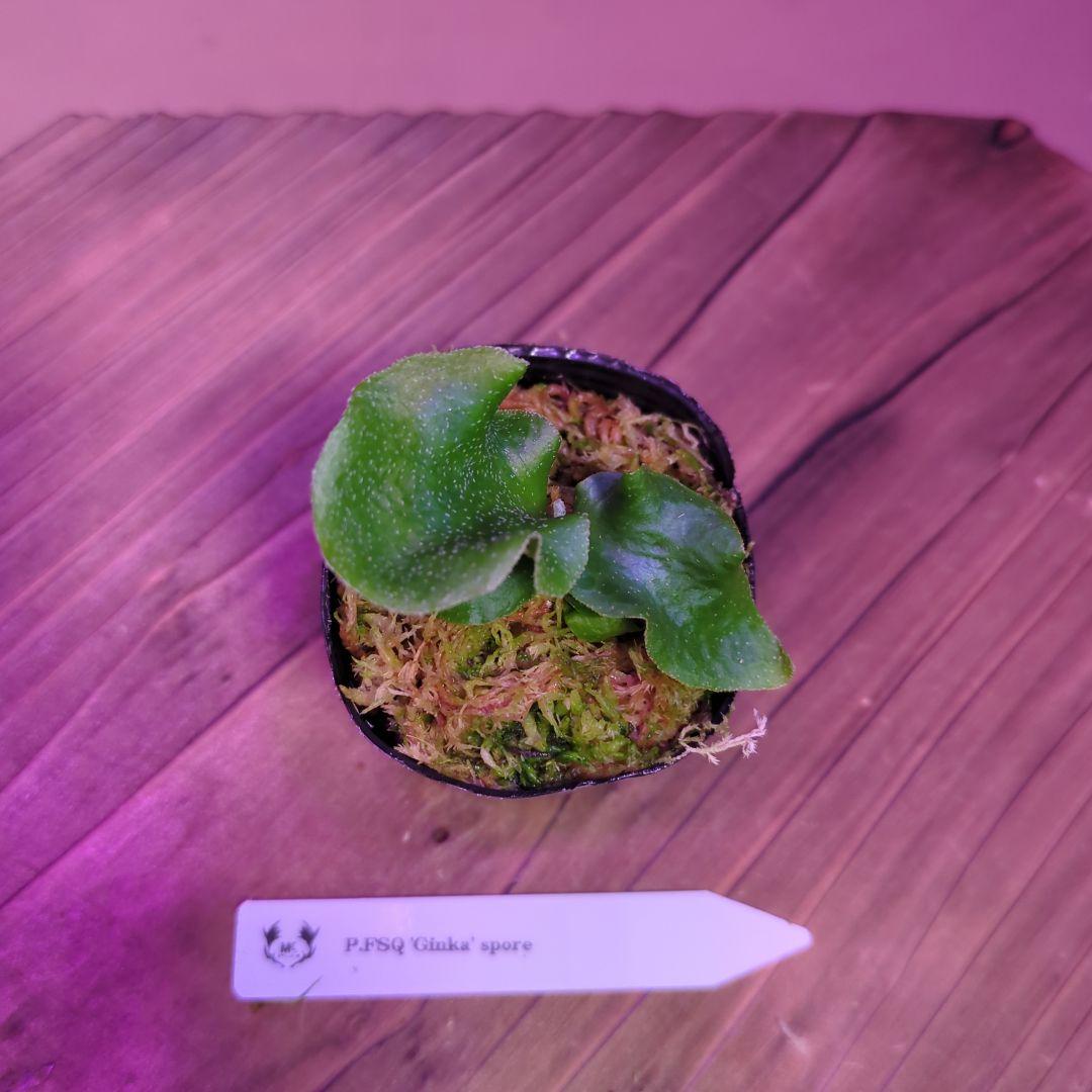 【限定出品①】胞子培養株9種セット/ビカクシダ