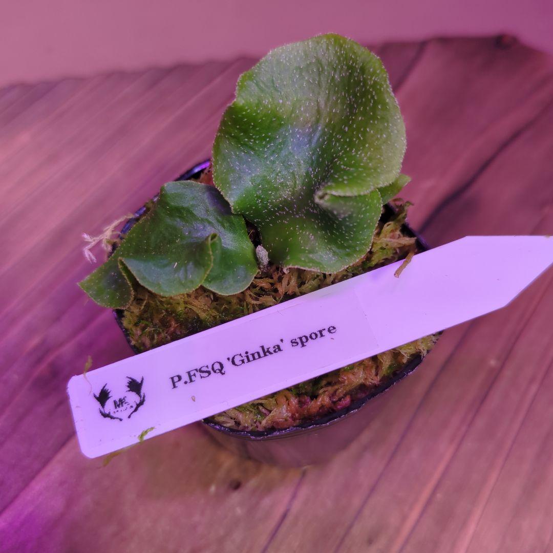 【限定出品①】胞子培養株9種セット/ビカクシダ