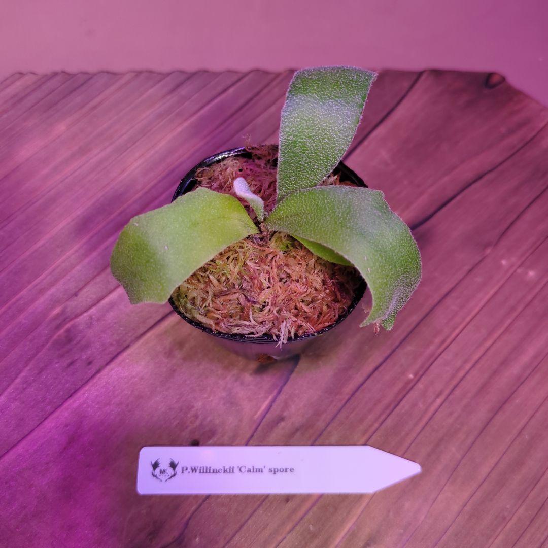 【限定出品①】胞子培養株9種セット/ビカクシダ