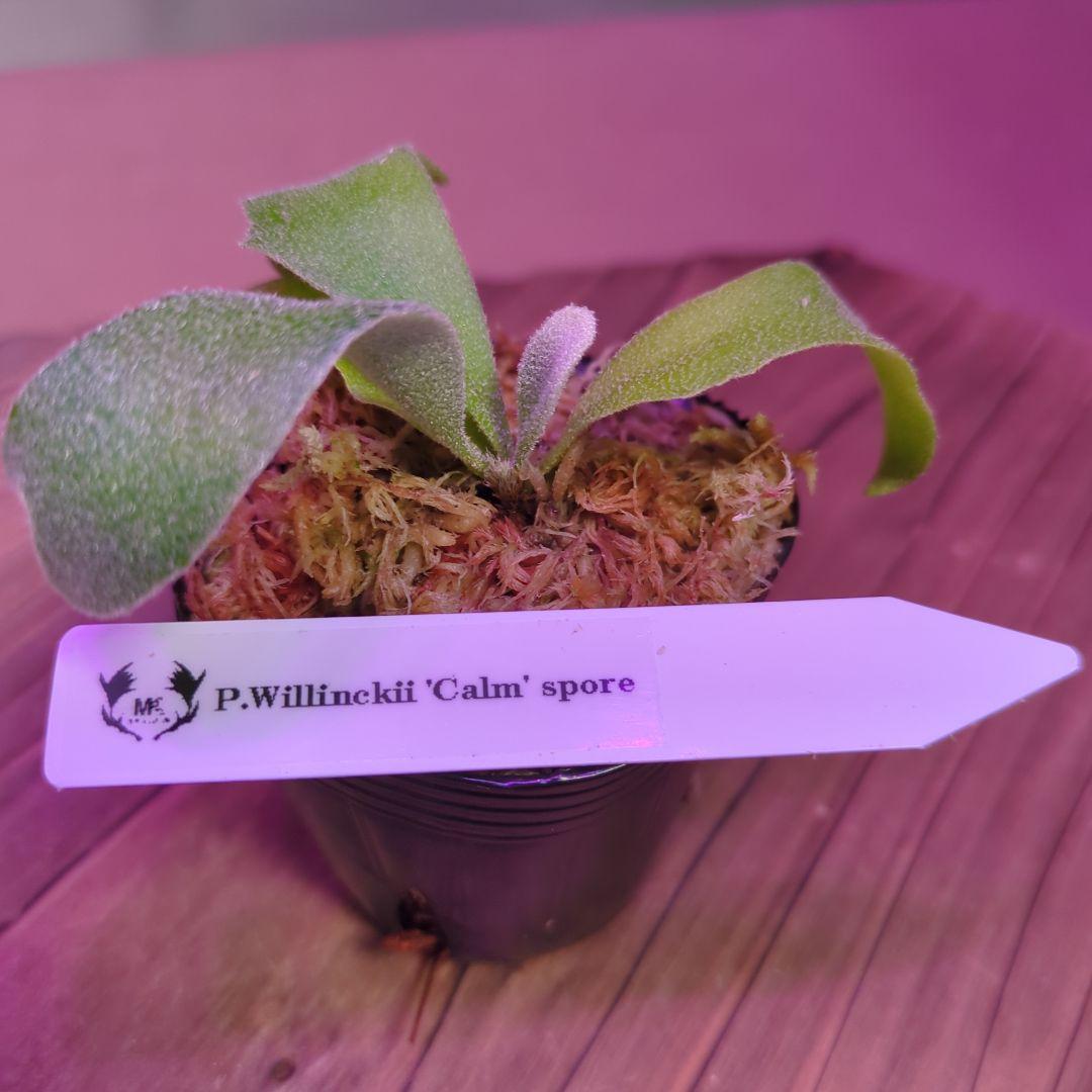 【限定出品①】胞子培養株9種セット/ビカクシダ