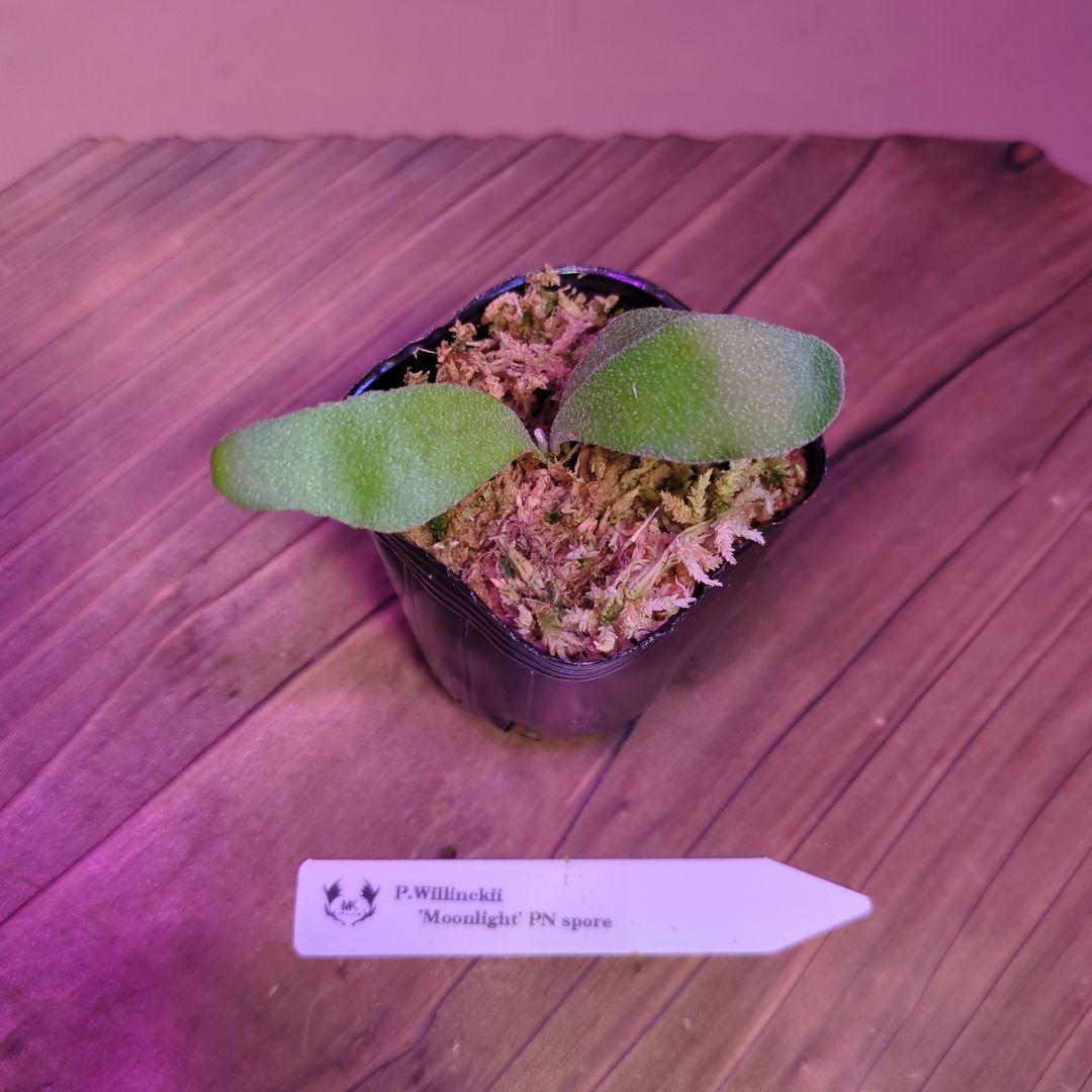 【限定出品①】胞子培養株9種セット/ビカクシダ