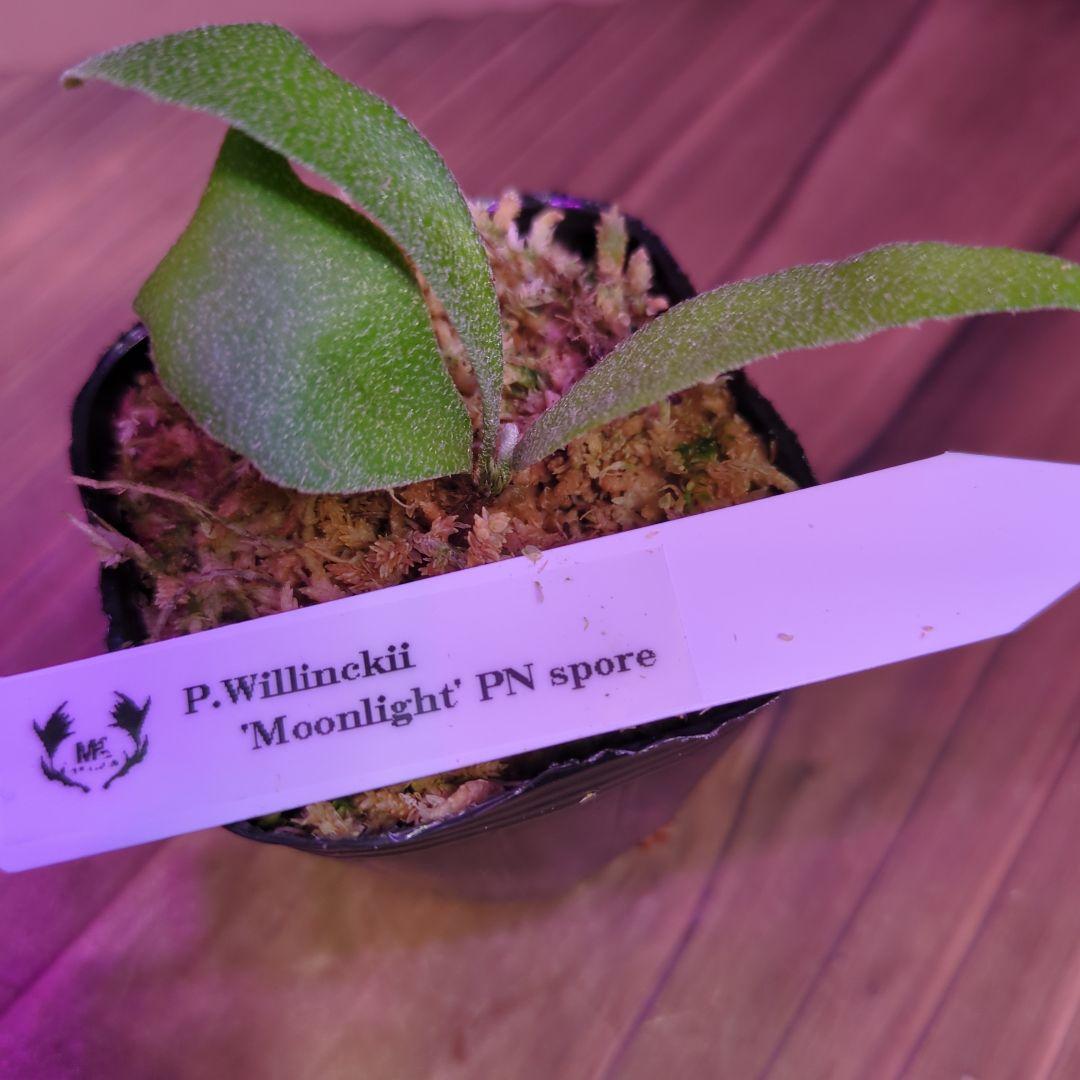 【限定出品①】胞子培養株9種セット/ビカクシダ