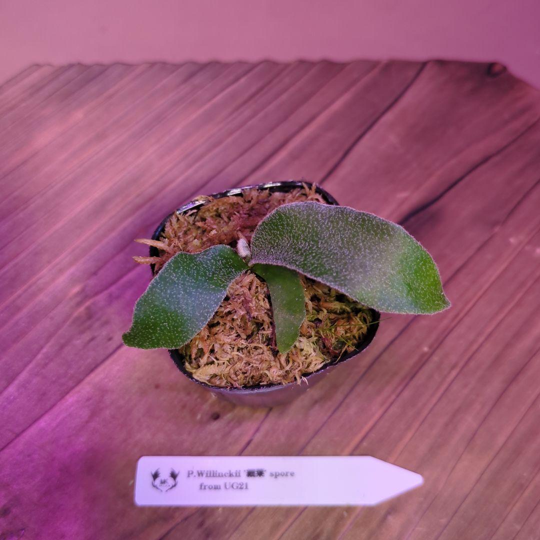 【限定出品①】胞子培養株9種セット/ビカクシダ