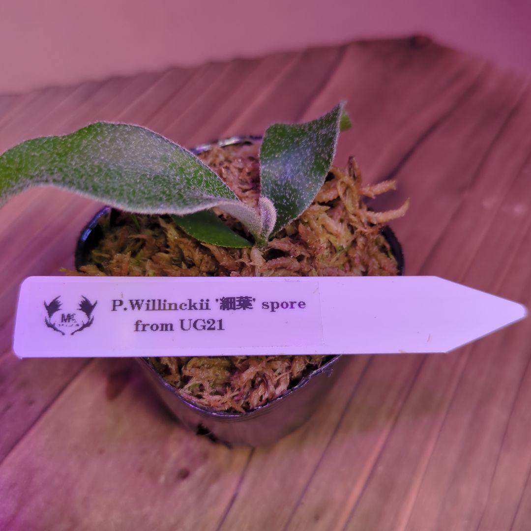 【限定出品①】胞子培養株9種セット/ビカクシダ