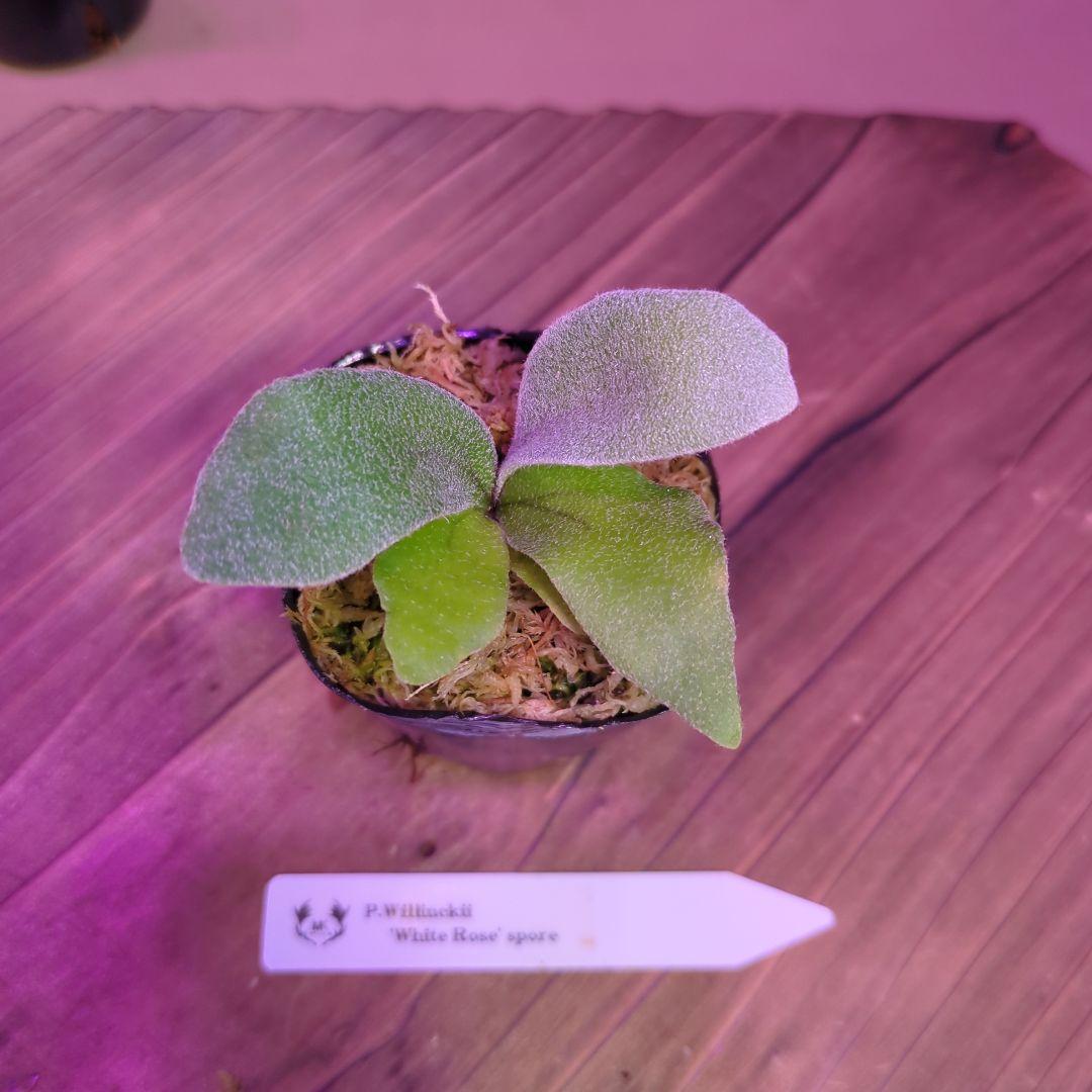 【限定出品①】胞子培養株9種セット/ビカクシダ