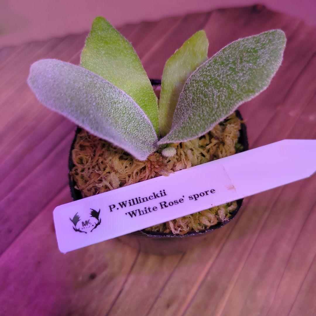 【限定出品①】胞子培養株9種セット/ビカクシダ