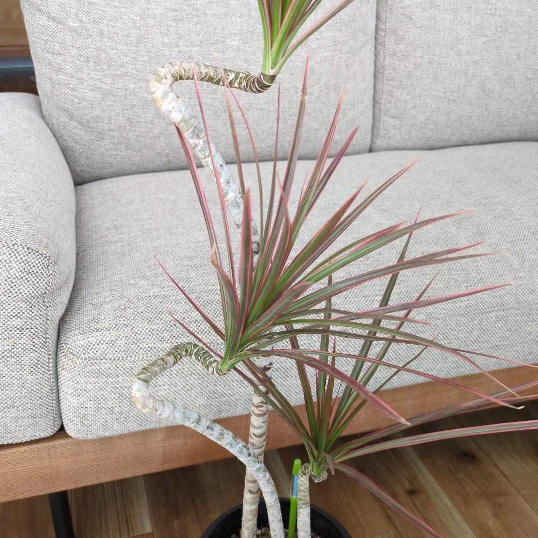 ドラセナ・コンシンネ・レインボー 曲がり 約90cm