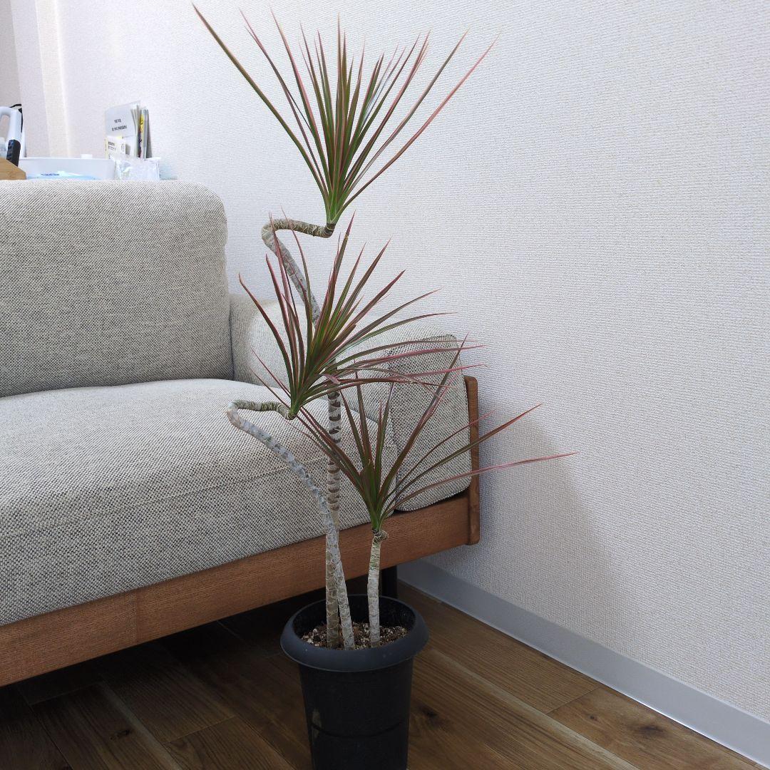 ドラセナ・コンシンネ・レインボー 曲がり 約90cm