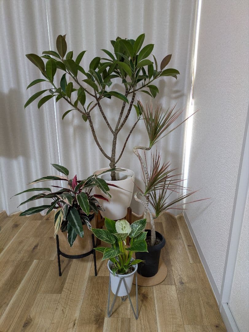 ドラセナ・コンシンネ・レインボー 曲がり 約90cm