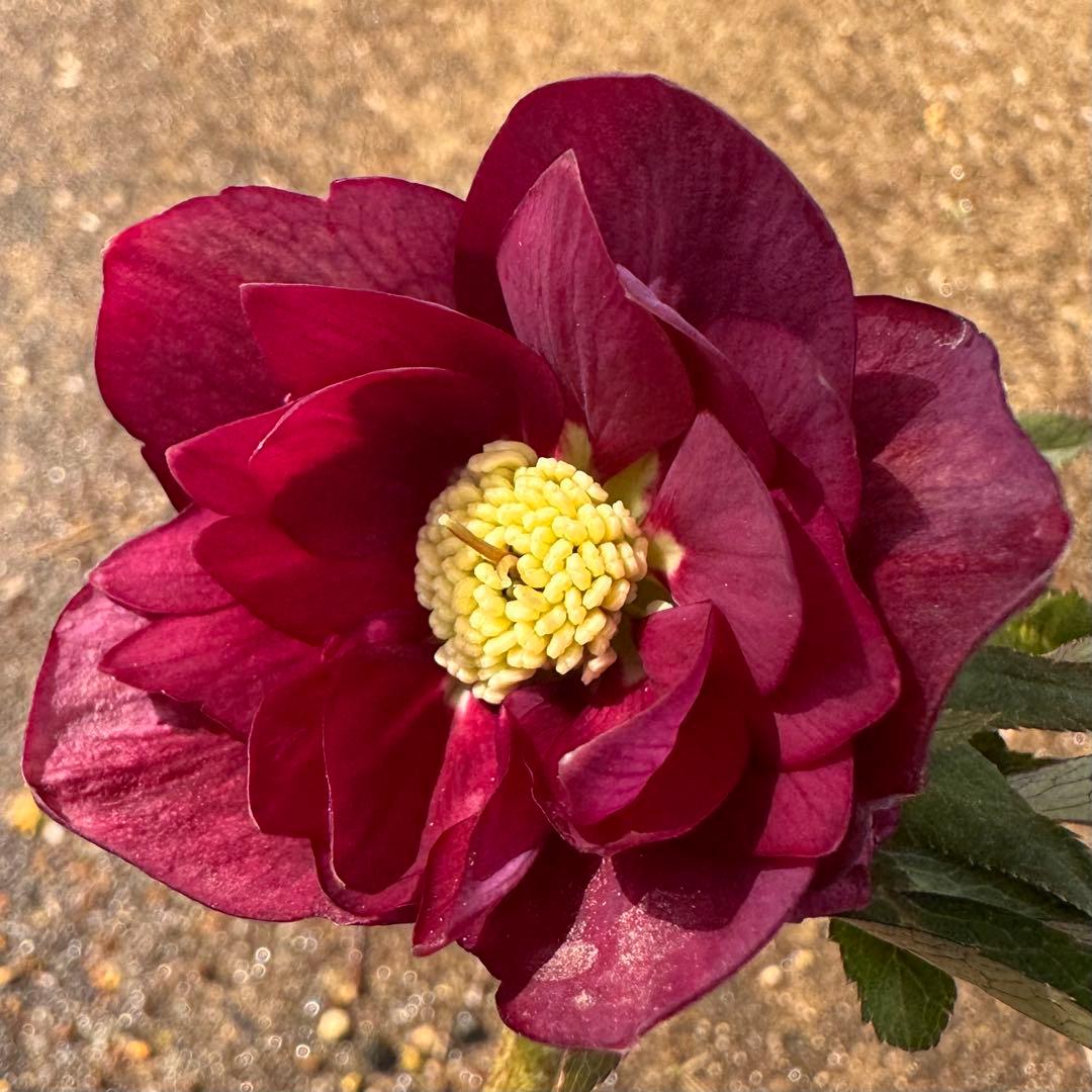 213 クリスマスローズ　開花株