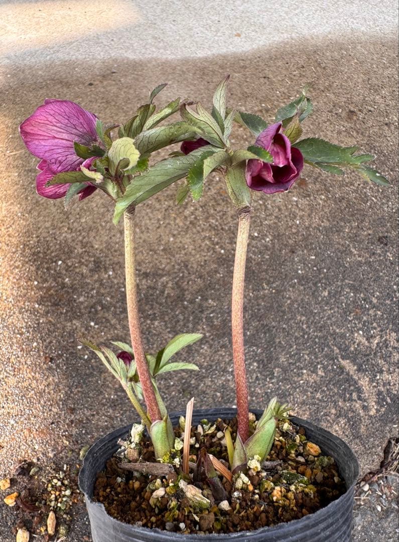 213 クリスマスローズ　開花株