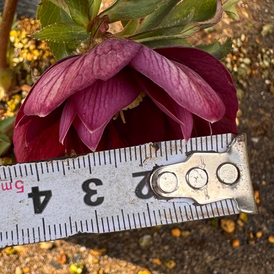 213 クリスマスローズ　開花株