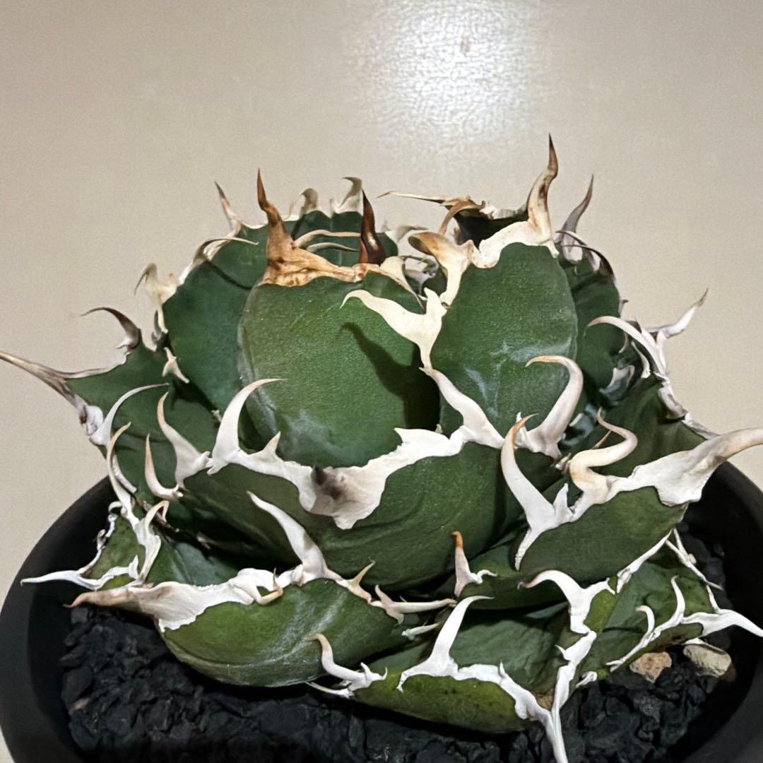 アガベ 白鯨 親株 特選個体