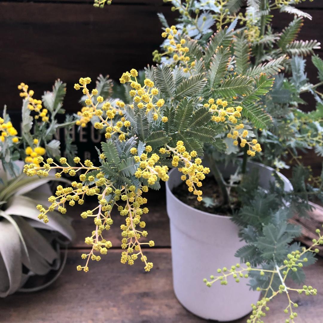 ★ポットごと♡花芽付き♡5号ポット♡今年咲きます♡ミモザの大苗♡シンボルツリーに
